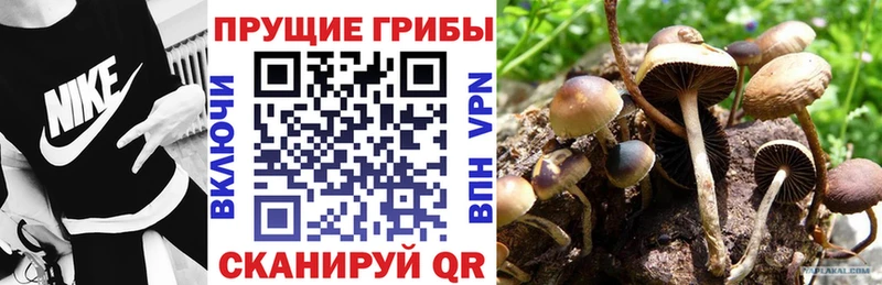 Галлюциногенные грибы Psilocybe  KRAKEN сайт  Торопец  где найти  